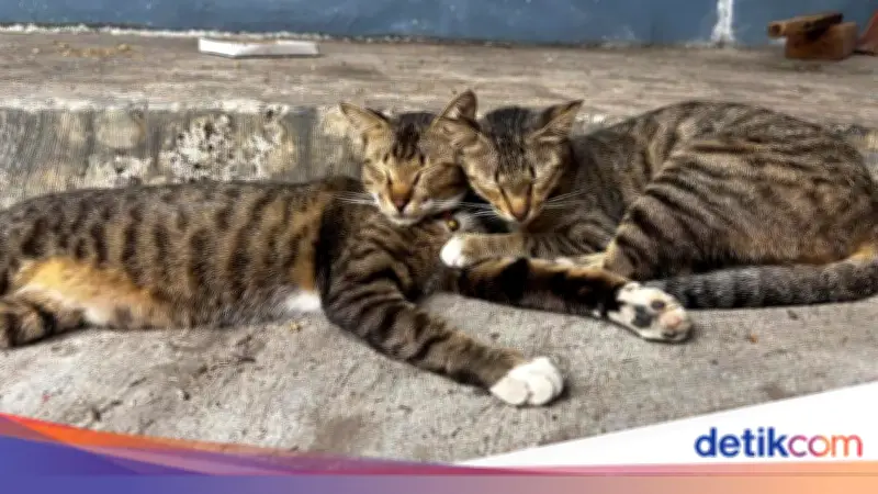 Pensiunan ASN di Blora Jadi Tersangka Usai Tendang Kucing Hingga Mati