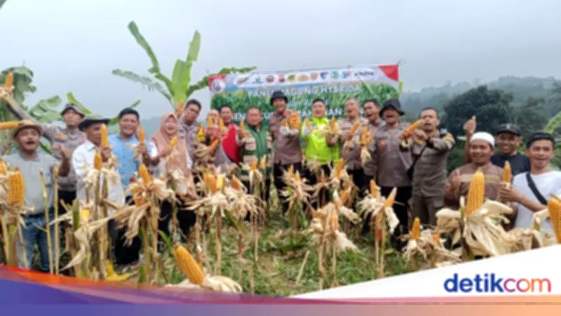 Polisi Panen 1 Ton Jagung di Bogor Dukung Program Ketahanan Pangan Prabowo