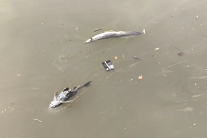 Ribuan Ikan di Sungai Cisadane Mati Akibat Pencemaran Air Pemadam Kebakaran