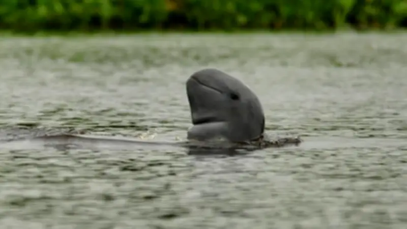 Sinergi Pemerintah dan Masyarakat Selamatkan Pesut Mahakam dari Kepunahan di Kaltim