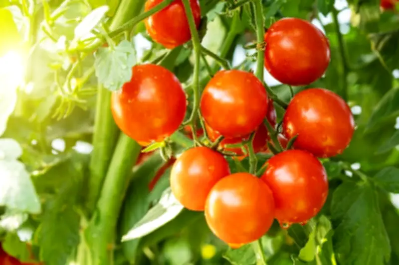Tips Sukses Menanam Tomat di Balkon Rumah untuk Panen Melimpah