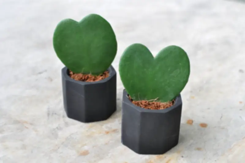 Valentine Bergeser: Tanaman Hias Jadi Simbol Cinta yang Lebih Tahan Lama