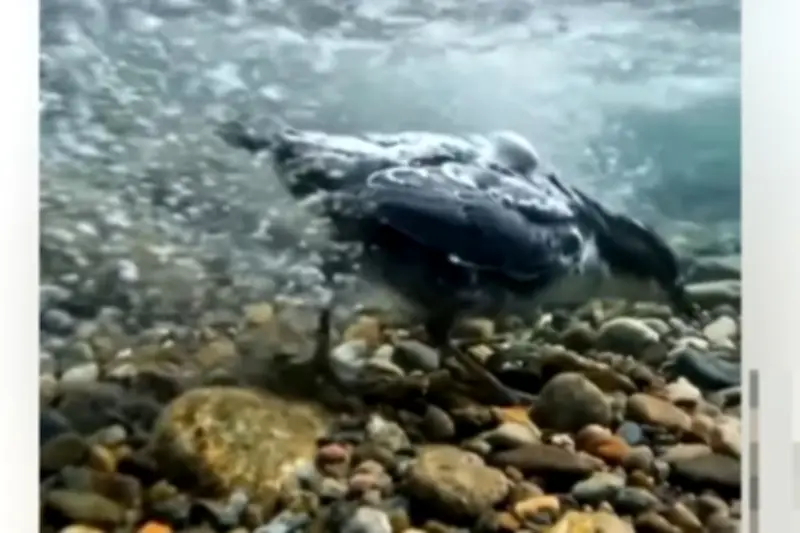 Video Burung Dipper Berjalan di Dalam Air Viral, Ungkap Kemampuan Uniknya
