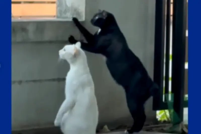Video Viral Dua Kucing Kepo Saat Tetangga Bertengkar Bikin Warganet Gemas
