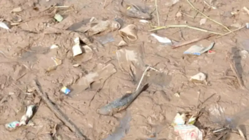 Warga Cikokol Pusing Usai Makan Ikan Mabuk dari Cisadane yang Tercemar Pestisida