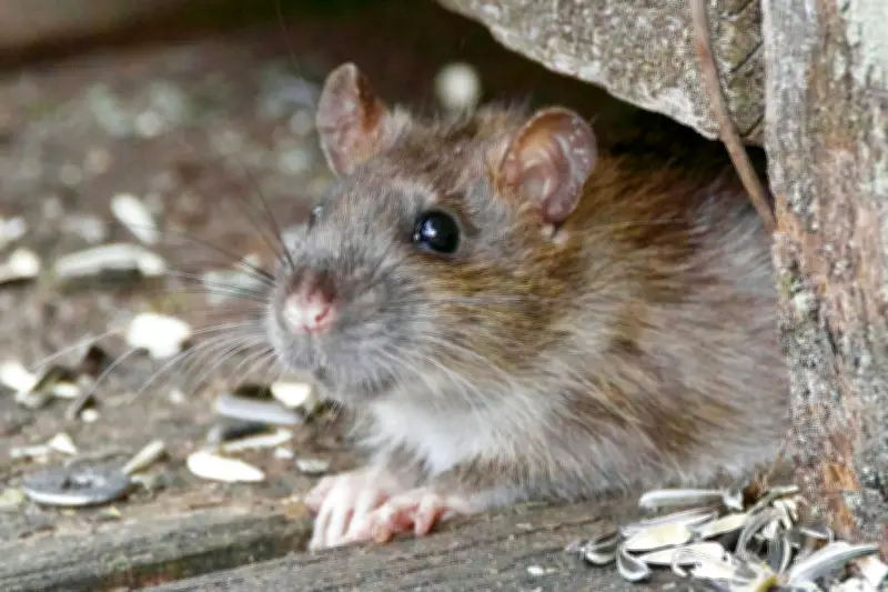 Waspada Bahaya Kotoran Tikus: Panduan Aman Membersihkan untuk Hindari Penyakit