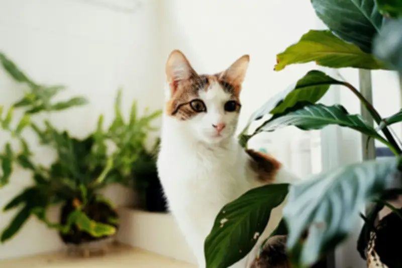 Waspada! Tanaman Hias Beracun di Rumah Bisa Ancam Kesehatan Anjing dan Kucing