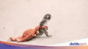 Bayi Monyet 'Punch' Pikat Dunia Usai Dicuekin Induk, Berbondong dengan Boneka Orangutan