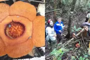 BRIN Temukan Spesies Baru Rafflesia harjatii di Hutan Kalimantan Timur