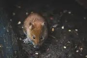 Cara Membedakan Kotoran Tikus, Cicak, dan Kadal di Rumah untuk Penanganan Tepat