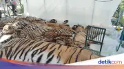 Kematian 72 Harimau di Thailand Bukan Flu Burung, Pejabat Pastikan Aman untuk Manusia