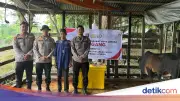 Mahasiswa STIK Sumbang 70 Sapi untuk Tradisi Meugang di Aceh Pascabencana