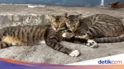 Pensiunan ASN Blora Jadi Tersangka Usai Menendang Kucing Hingga Mati