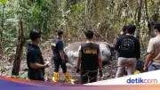 Penyelidikan Kasus Gajah Sumatera Tanpa Kepala di Riau, 33 Saksi Diperiksa