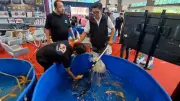 Ribuan Ikan Koi Adu Pesona di BRIN Bogor, Ajang Internasional Pacu Industri Nasional