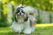 Shih Tzu: Singa Kecil Berbulu Mewah dengan Kepribadian Besar