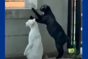 Video Viral Dua Kucing Kepo Saat Tetangga Bertengkar Bikin Warganet Gemas