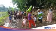 Warga Lebak Protes Jalan Rusak dengan Menanam Pisang dan Padi di Tengah Jalan