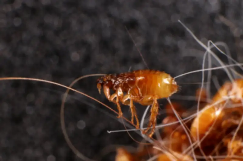 8 Aroma Alami yang Dibenci Kutu untuk Usir Hama dari Rumah