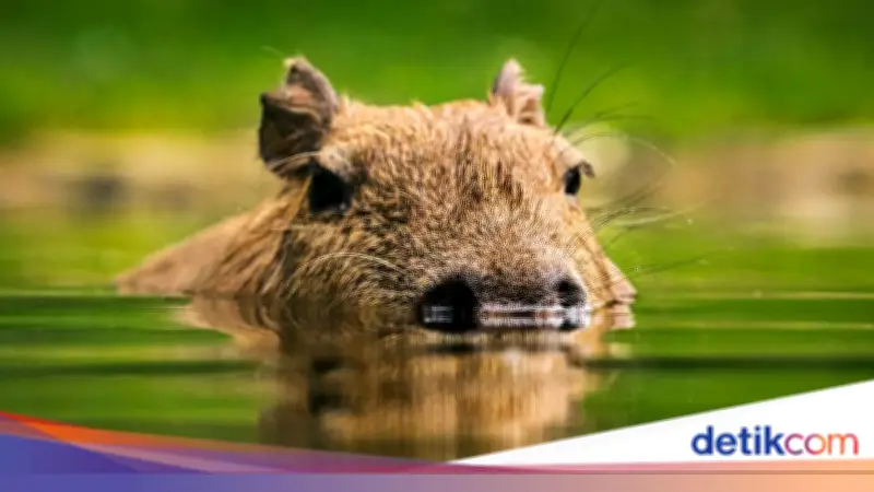 8 Orang Ditangkap di Brasil Usai Aniaya Kapibara dengan Tongkat dan Besi