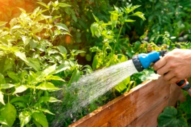 Air Keran Tak Selalu Cocok, Jenis Air Ini Lebih Baik untuk Tanaman Hias