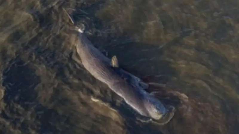 Bangkai Paus Sperma di Pantai Kolaka Dievakuasi ke Laut Lepas Cegah Pencemaran