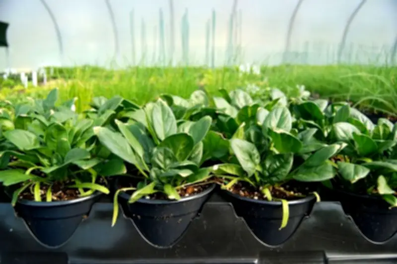 Benih Tak Berkecambah? Ini 5 Kesalahan Umum dalam Penyemaian Tanaman