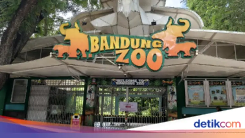 BKSDA Jabar Ungkap Infeksi Virus FPV Penyebab Kematian Dua Anak Harimau Benggala di Bandung Zoo