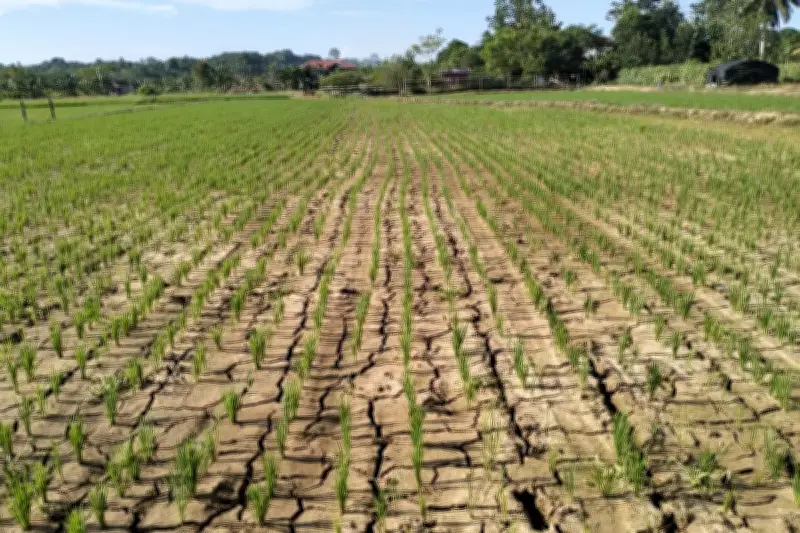 BMKG Prediksi Musim Kemarau 2026 Lebih Awal, Dimulai April