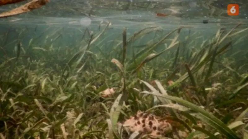 BRIN Ungkap Potensi Padang Lamun Simpan Karbon hingga 0,55 Gt CO2e