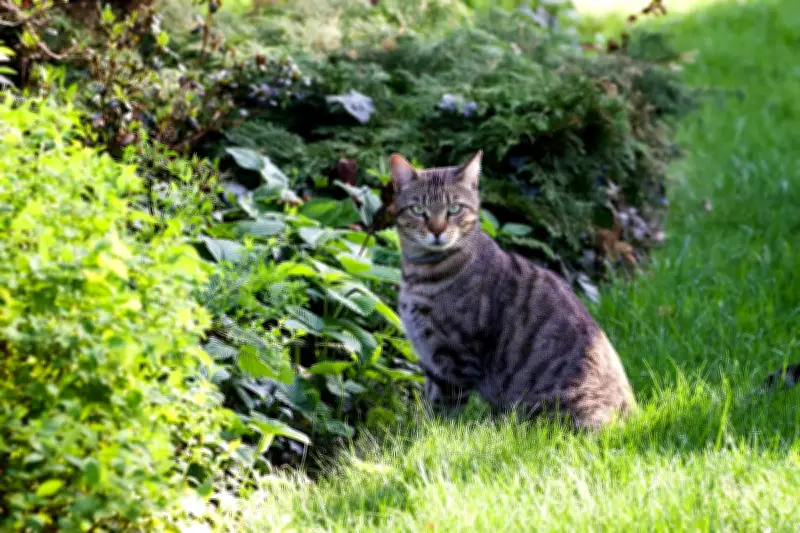 Cara Alami Mengusir Kucing Liar dari Kebun Tanpa Merugikan Lingkungan