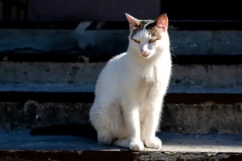 Cara Efektif Mencegah Kucing Buang Air di Halaman Rumah Anda