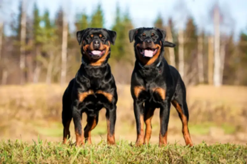 Doberman Pinscher: Anjing Penjaga Ideal dengan Postur Tegak dan Sifat Setia