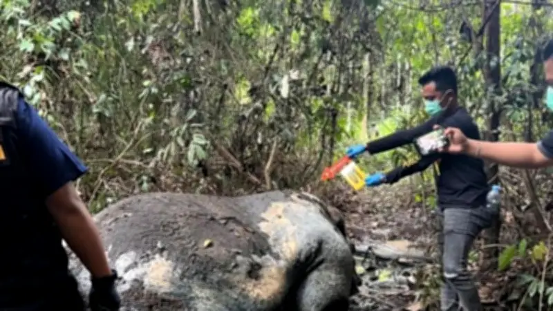 DPR Geram, Minta Tersangka Perburuan Gajah Sumatera Dihukum Berat