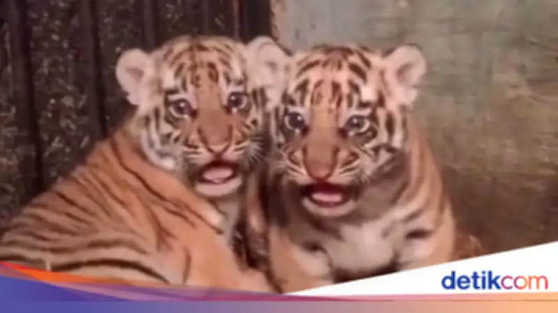 Dua Anak Harimau Benggala di Bandung Zoo Meninggal Diduga Akibat Virus Panleukopenia