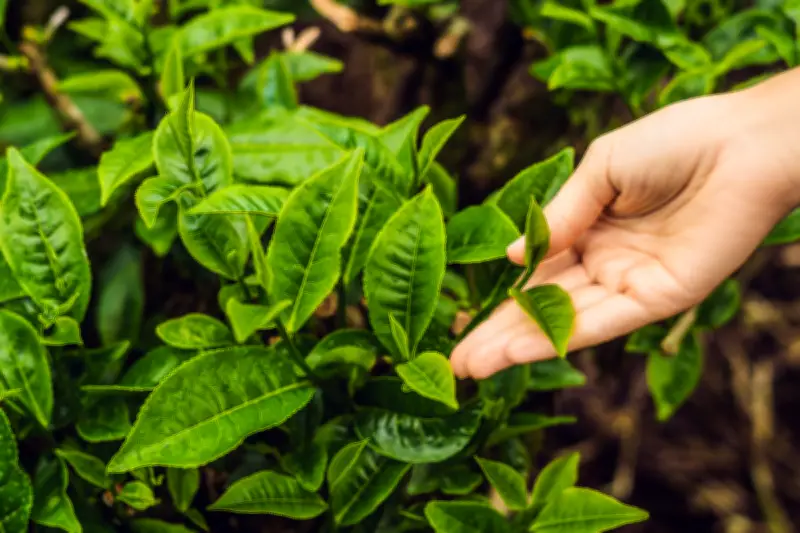 Fenomena Daun Tak Bergerak Saat Sholat Id: Penjelasan Sains dan Perspektif Agama
