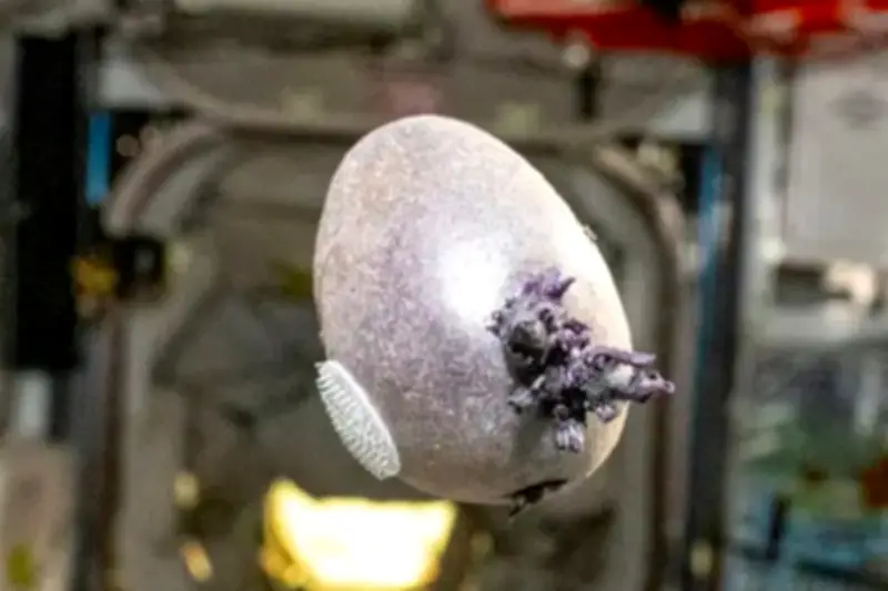 Foto Misterius di ISS Ternyata Eksperimen Kentang Astronot NASA