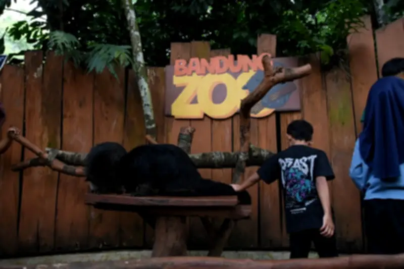 Gubernur Jabar Dedi Mulyadi Ambil Langkah Tegas Selamatkan Satwa Bandung Zoo