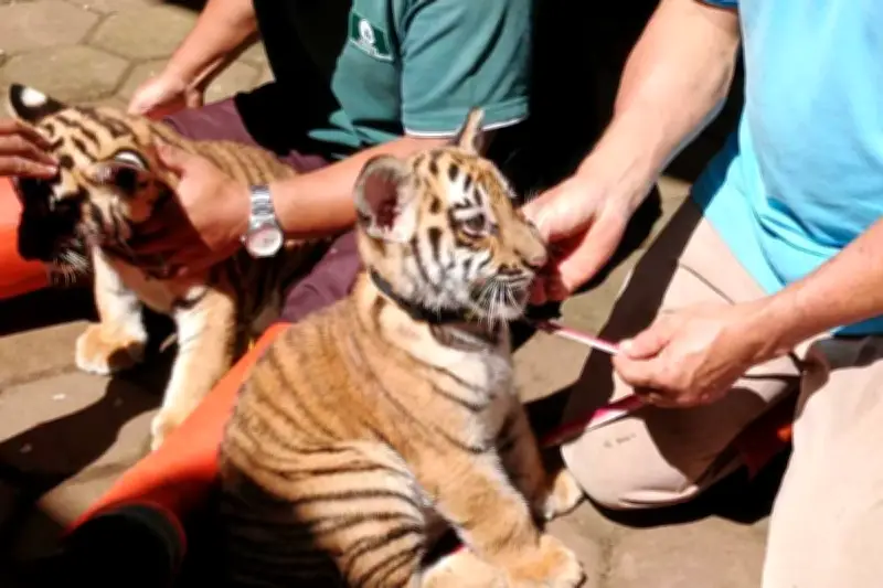 Harimau Benggala Muda Meninggal di Kebun Binatang Bandung, Penyebab Masih Diselidiki