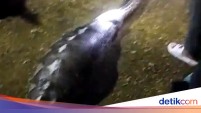 Kambing Hamil Dimangsa Ular Piton 8 Meter di Kendari Saat Lebaran