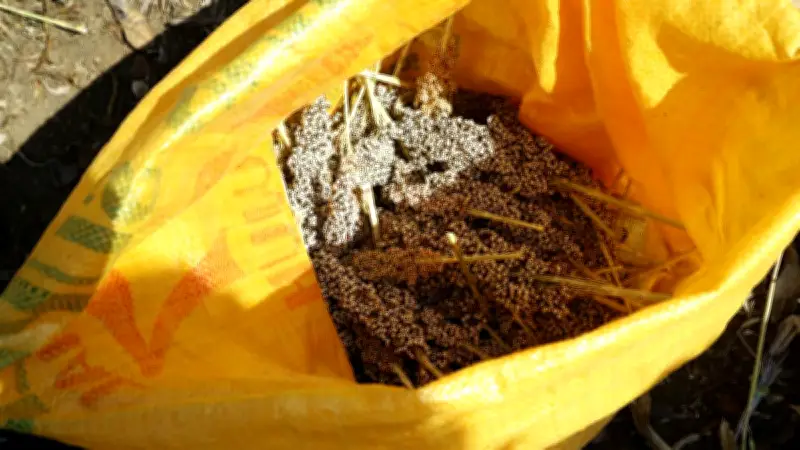 Kementan Dorong Pengembangan Sorgum, Benih dari Cirebon Jadi Kunci Perluasan