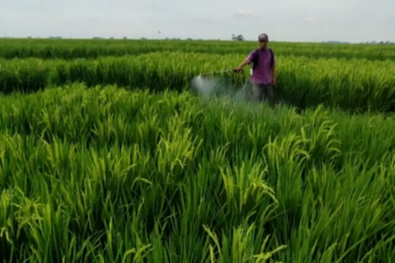 Konflik AS-Israel-Iran Ancam Pasokan Pupuk Global, Picu Risiko Krisis Pangan