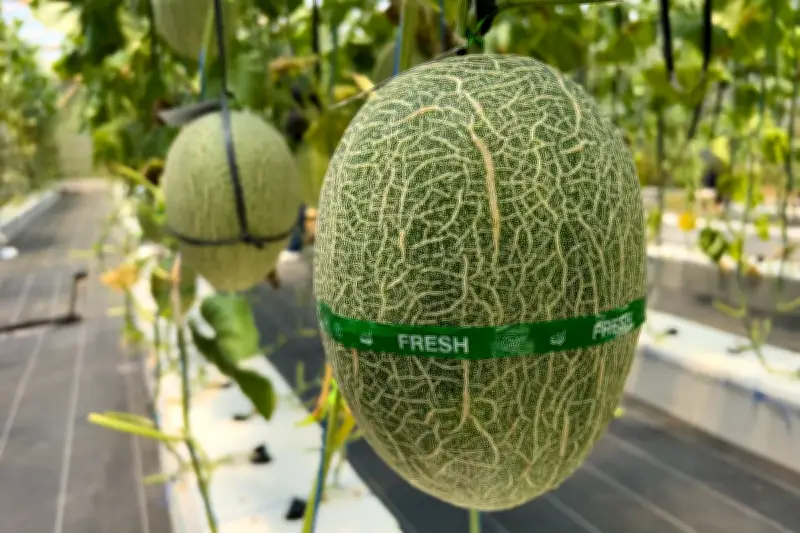 Melon Renyah Manis dan Juicy Ditemukan di Sudut Wonogiri, Petani Ungkap Rahasia