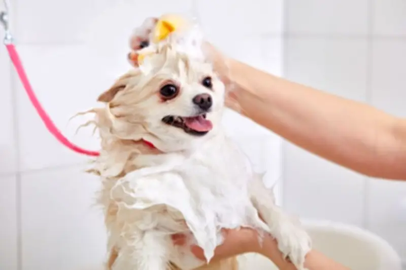 Mengapa Anjing Takut Mandi? Ini Penyebab dan Cara Mengatasinya