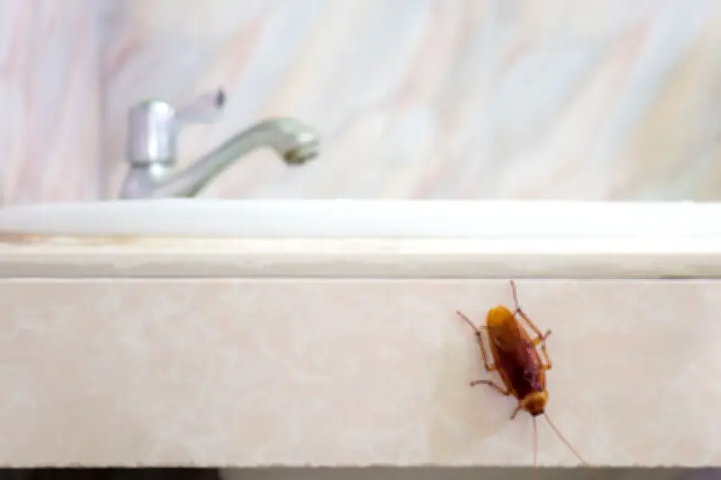 Mengapa Kamar Mandi Jadi Surga Kecoa? Ini Penyebab dan Kondisi Idealnya