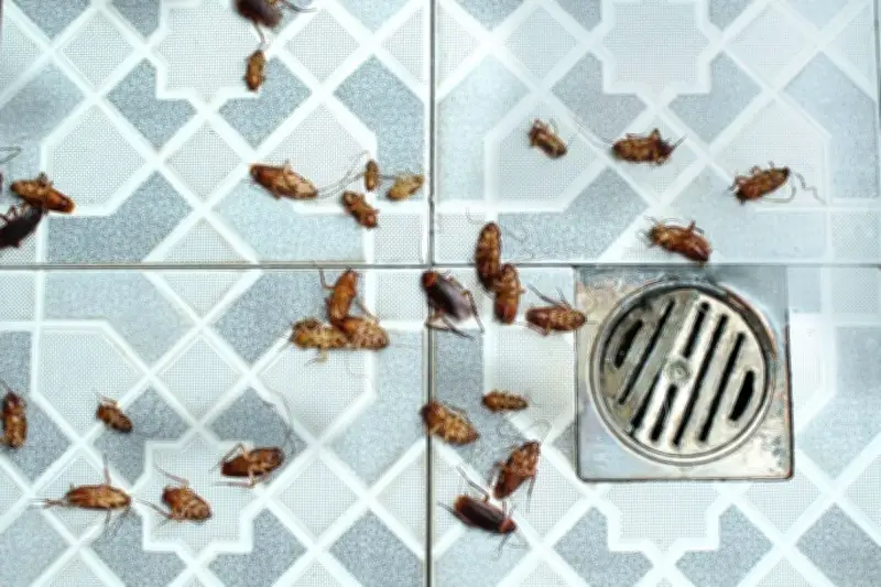 Mengapa Kecoa Sering Muncul di Area Lembab dan Basah di Rumah?