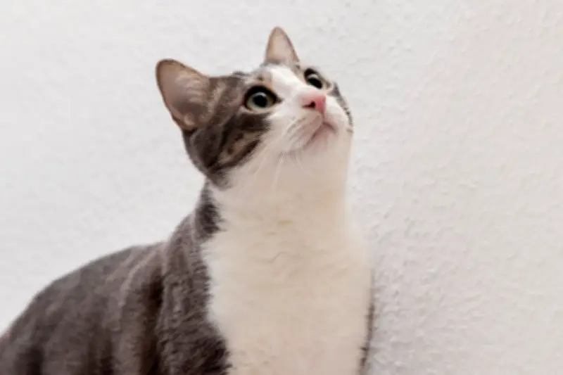 Mengapa Kucing Suka Menatap Dinding? Ini Penjelasan Ilmiahnya