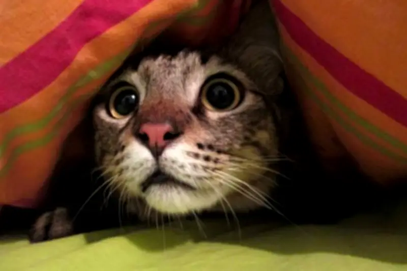 Mengapa Kucing Takut Air? Ini Penjelasan Ilmiah dan Ras yang Justru Suka Bermain Air