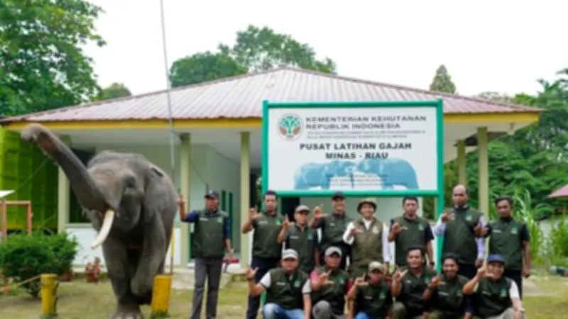 Menhut Tinjau PLG di Riau, Perkuat Fasilitas dan Revitalisasi Konservasi Gajah Sumatera