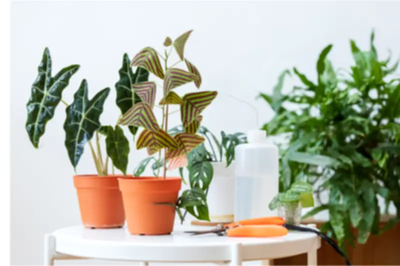 Menyemprot vs Menyiram Tanaman Hias: Mana yang Lebih Efektif untuk Hidrasi?